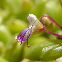 Coleus prostratus (Gürke) A.J.Paton